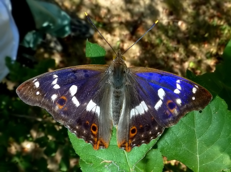 Una rarit????? Apatura ilia (f. ilia)